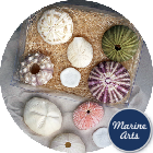 Sea Urchin - Assorted Pack